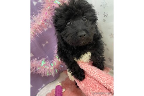 成約済の北海道のミックス犬-281827の18枚目